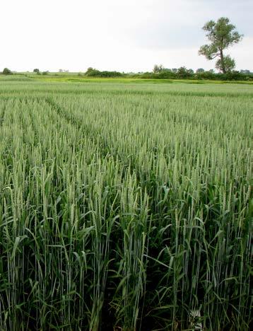 Soiler w uprawie rzepaku Ogólna skuteczność chwastobójcza (wydatek cieczy 150 l/ha) 98 96 SKUTECZNOŚĆ [%] 94 92 90 88 86 84 82 80 T0 - zabieg doglebowy I II III IV I II III IV chlomazon + metazachlor