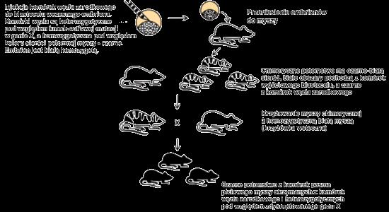 4. Etap: iniekcja wyselekcjonowanych in vitro komórek zarodkowych z nokautem genowym i uzyskanie potomstwa z nokautem genowym we wszystkich komórkach ciała