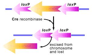 Nokaut genowy w konkretnej tkance lub nadrządzie zastosowanie systemu Cre-lox Cre miejscowo specyficzna rekombinaza działa na miejsca loxp (potworzone sekwencje długości 34 pz).