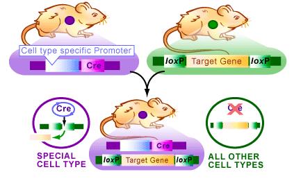 Jak za pomocą systemu Cre/loxP otrzymać mysz, z nokautem genu w określonej tkance/narządzie?
