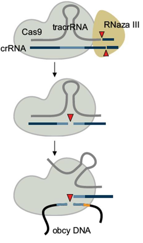 Przy ponownym kontakcie z obcym DNA moduł kodujący crrna ulega ekspresji powstaje pierwotny transkrypt pre-crrna, obejmujący wszystkie sekwencje rozdzielające i powtórzenia proste Dojrzewanie