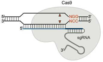CRISPR-Cas typu II wykorzystuje małe cząsteczki RNA (crrna i tracrrna) do precyzyjnego nakierowania nukleazy efektorowej Cas9 na konkretne miejsce w DNA (jest to sekwencja komplementarna do crrna) W