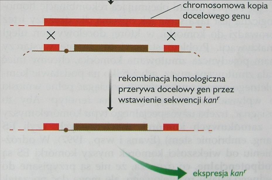 1. Inaktywacja (mutacja) genu poprzez homologiczną rekombinację jest podstawą analizy