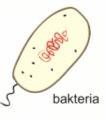 Kopia genu, który chcemy wyłączyć czyli odpowiedni fragment DNA sklonowany w wektorze