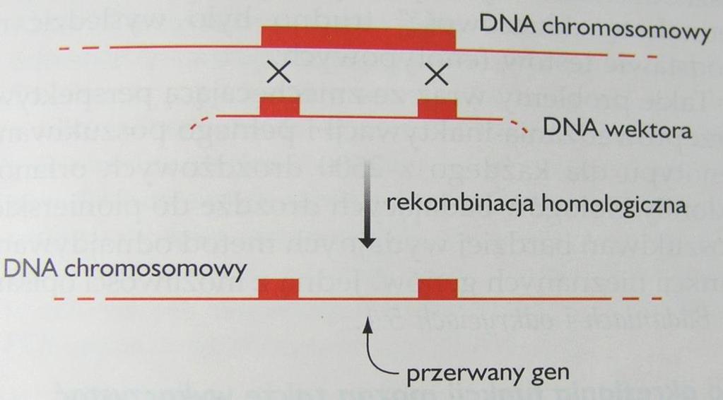 zrekombinowanym
