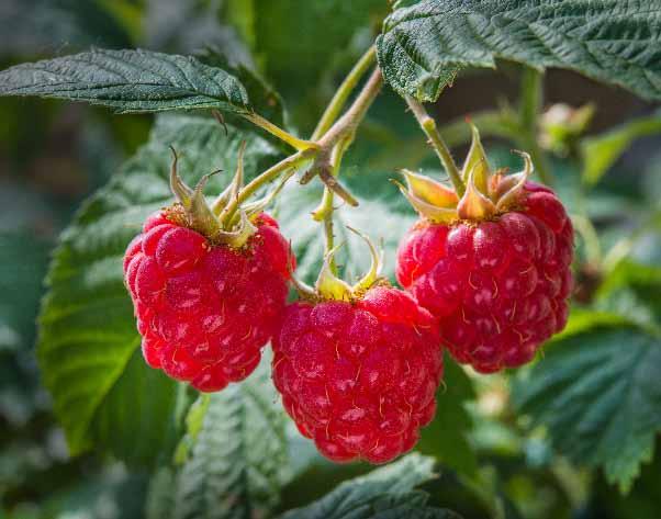 kwitnienia do dojrzałości owoców (BBCH 61 87), przy użyciu samobieżnego lub ciągnikowego opryskiwacza sadowniczego z belką typu Fragaria lub opryskiwacza wentylatorowego z kierowanym strumieniem