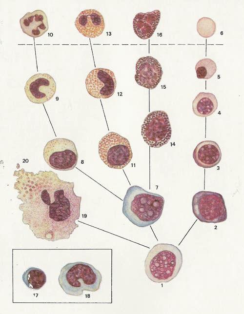 1-hemocytoblast, 2-erytroblast, 3-erytroblast wielobarwny, 4-erytroblast kwasochłonny, 5-normoblast, 6-erytrocyt, 7-mieloblast, 8-mielocyt, 9,10-leukocyty pałeczkowaty i