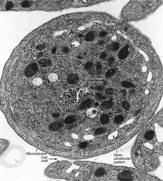 Trombocyty Electron micrograph of human
