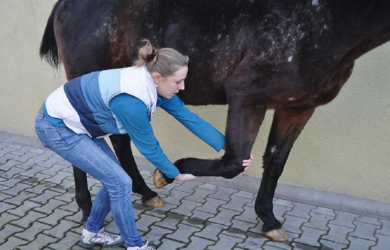 Prace kliniczne i kazuistyczne a kośćmi przedramienia.