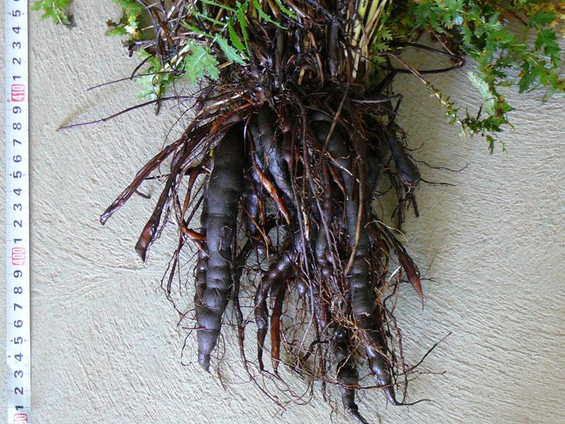 Seasonal variation of phenolics content in above- and underground organs of dropwort (Filipendula vulgaris Moench) 27 Figure 3.