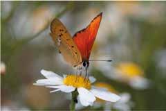 Lepidoptera (łacińska nazwa motyli) oznacza łuskoskrzydłe. Pochodzi ona od małych, dachówkowato ułożonych łusek pokrywających skrzydła motyli.