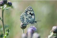 (Perłowca) malinowca(argynnis paphia), Dostojkę latonię (Issoria lathonia), Modraszka ikara (Polyommatus icarus), Modraszka korydona (Polyommatus coridon), Dyblika liniaczka (Siona lineata),
