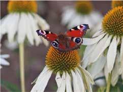 apollo.natura2000.pl) Paź królowej, to jeden z motyli, które rozmnażają się w Rajskim Ogrodzie. W tym roku gąsienicom pazia królowej wyjątkowo smakowały liście dyptama jesionolistnego.