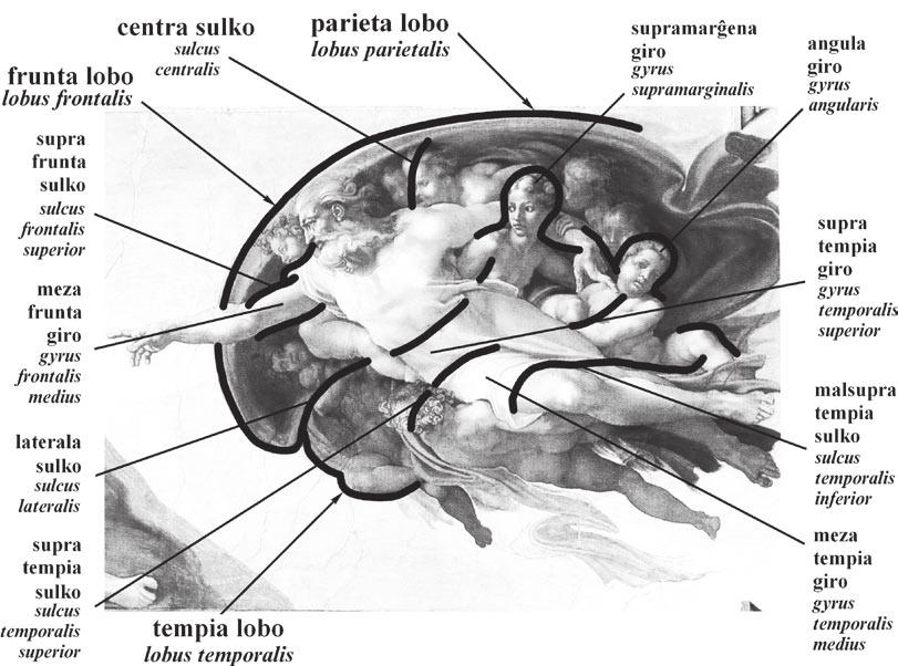 b2 Fragmento de la fresko La kreo de Adamo post emfazo de kelkaj linioj mirinde similas la homan cerbon (komparu kun la bildo 3; kursive estas prezentitaj la latinaj ekvivalentoj de la anatomiaj