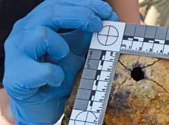 50 Ð Archeolog Adam Sawczuk odsłania znaleziony szkielet wych jam, w których przemieszane bezładnie kości stanowiły nieraz zagadkę dla antropologów, dbających o to, aby każdy odrębny szkielet w