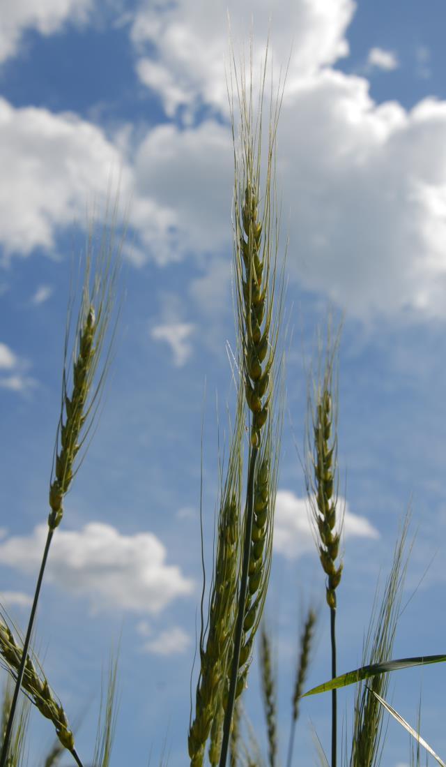 variety cultivated until