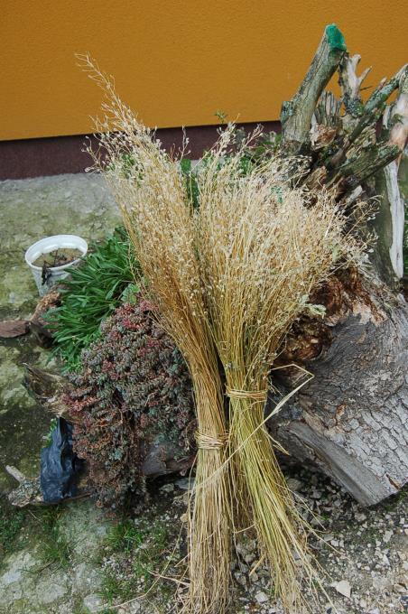 Camelina