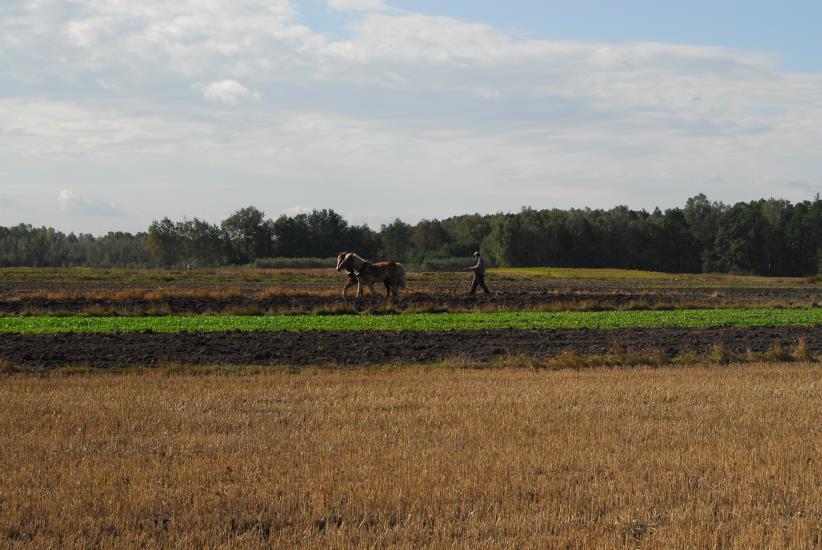 Polish agriculture is characterized by considerable fragmentation of farms and relative low consumption of industrial means of production.