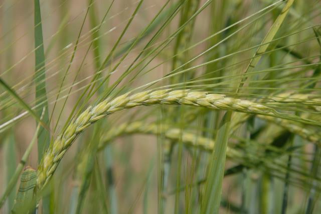 These varieties require different agricultural techniques than modern crop varieties.