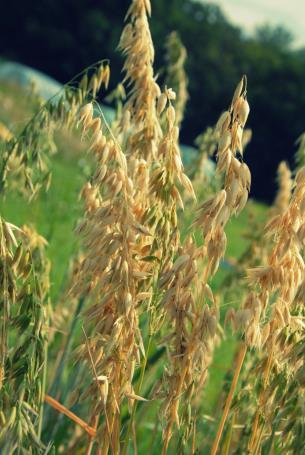 They are best grown using ecological crop management practices.