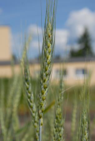 The agricultural section of the Agricultural Society of the Kingdom of Poland issued a decree recommending the use of domestic varieties in