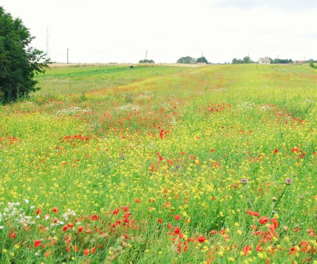 Building agricultural education - educational activities Project: Niecka Nidziańska a model refuge of agrobiodiversity.