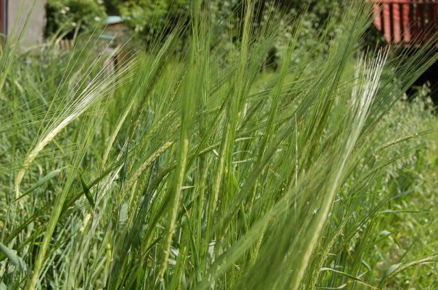 Multi-year programme and National Agri- Environmental Programme Within the framework of the multi-year programme