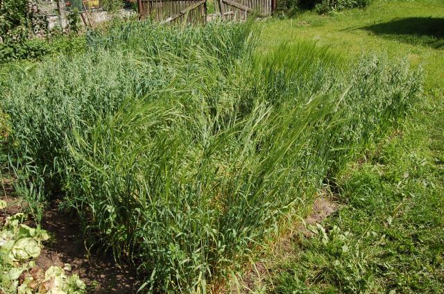 Expanding of diversity and varieties of agricultural plants and herbs within rural areas, and raise public awareness