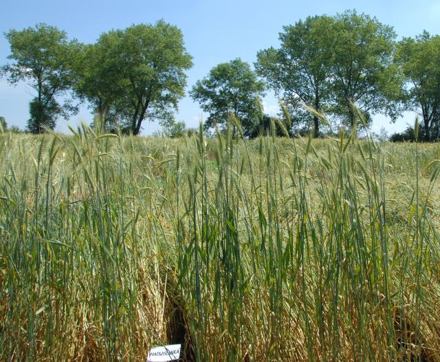 This task is directly related to the National Agri- Environmental Programme for the years 2007 and 2013, where we