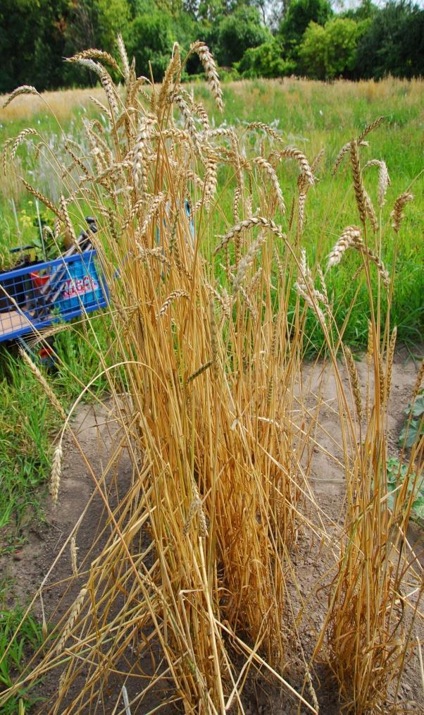 LANDRACES Within the aforementioned task, since last year the National Centre for Plant Genetic Resources (at IHAR) has been conducting the reproduction of old and local varieties of crop plants,