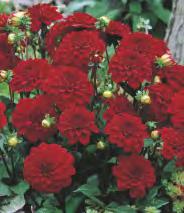 SHOWBOX 172 DAHLIA -