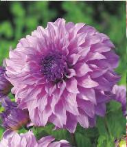 'Gallery Cézanne' Dahlia