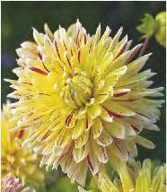 5-7 5-7 SHOWBOX 174 DAHLIA -