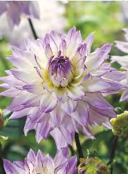174B 174C 174D 174E Dahlia