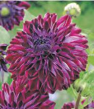 Dahlia Vassio Meggos 'Vassio