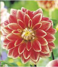 'Santa Claus' Dahlia Lady