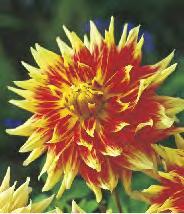 Dahlia Contraste 'Contraste'