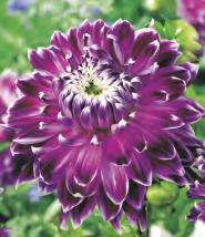 5-7 50 SHOWBOX 175 DAHLIA -