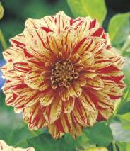 175B 175C 175D 175E Dahlia