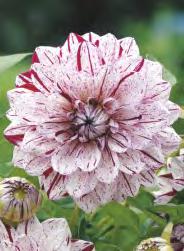 Dahlia Cambridge 'Cambridge'