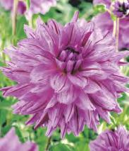 Dahlia Garden Festival
