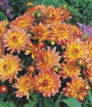 'Painted Madam' 5-7 50 172E