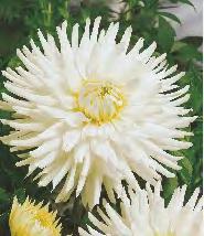 DAHLIA - Dekoracyjna "9" I
