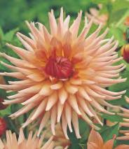 5-7 50 5-7 Dahlia red