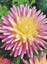 5-7 Dahlia yellow żółta 50