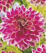 wybór 5-7 Dahlia Helga