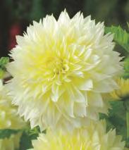 182B 182C 182D 182E Dahlia