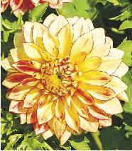 Spectacle' 5-7 50 Dahlia