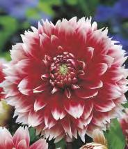 '' 5-7 50 Dahlia