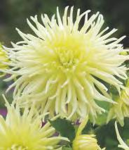 176B 176C 176D 176E Dahlia